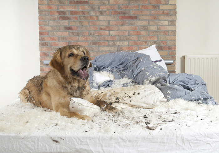 dog chewing up bedding